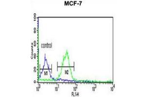 TAF2 Antibody (C-Term) flow cytometric analysis of MCF-7 cells (right histogram) compared to a negative control cell (left histogram).