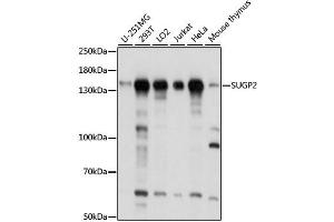 Western blot analysis of extracts of various cell lines, using SUGP2 antibody. (SFRS14 抗体)