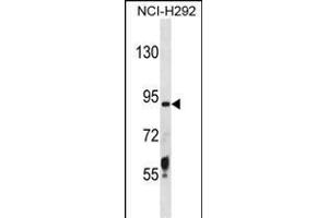 TRSS6 Antibody (N-term) (ABIN1881891 and ABIN2838364) western blot analysis in NCI- cell line lysates (35 μg/lane). (TMPRSS6 抗体  (N-Term))