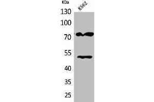Western Blot analysis of K562 cells using HDC Polyclonal Antibody (HDC 抗体  (Internal Region))