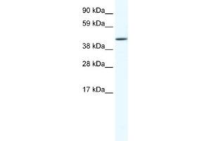 WB Suggested Anti-RUNX3 Antibody Titration:  1. (RUNX3 抗体  (C-Term))