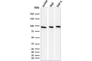 Western Blot Analysis of Jurkat, Raji, and THP-1 cell lysate using CD71 Mouse Monoclonal antibody (DF1513). (Transferrin Receptor 抗体)