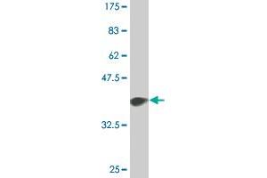 Western Blot detection against Immunogen (36. (p300 抗体  (AA 731-830))