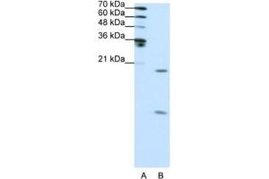 Western Blotting (WB) image for anti-Small Nuclear Ribonucleoprotein Polypeptide F (SNRPF) antibody (ABIN2462139)