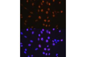 Immunofluorescence analysis of NIH-3T3 cells using HD antibody (ABIN7267708).