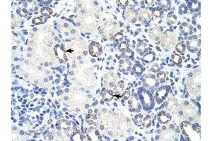 ZBTB9 antibody was used for immunohistochemistry at a concentration of 4-8 ug/ml to stain Epithelial cells of renal tubule (arrows) in Human Kidney. (ZBTB9 抗体  (N-Term))