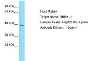 Image no. 1 for anti-RNA Binding Motif Protein, X-Linked-Like 1 (RBMXL1) (AA 183-232) antibody (ABIN6750820) (RBMXL1 抗体  (AA 183-232))