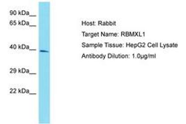 RBMXL1 anticorps  (AA 183-232)