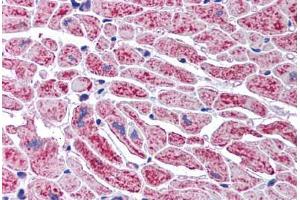 Human Heart (formalin-fixed, paraffin-embedded) stained with DCLRE1A antibody ABIN291867 at 2. (SNM1 抗体  (AA 1032-1044))