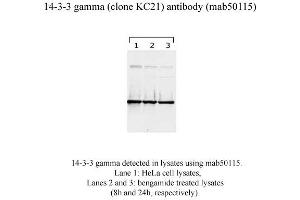 Image no. 2 for anti-14-3-3 gamma (YWHAG1) (N-Term) antibody (ABIN1721844) (14-3-3 gamma 抗体  (N-Term))