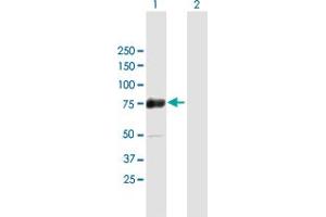 Western Blot analysis of ZSCAN18 expression in transfected 293T cell line by ZSCAN18 MaxPab polyclonal antibody. (ZSCAN18 抗体  (AA 1-510))