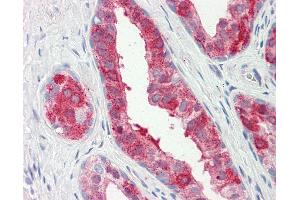 Immunohistochemistry (IHC) image for anti-Prostaglandin E Synthase 2 (PTGES2) (AA 106-313) antibody (ABIN467562)