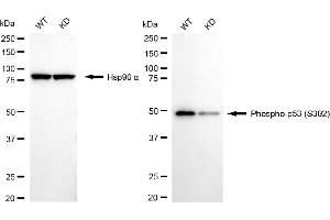 Western blotting analysis using phospho-p53 (S392) antibody (ABIN7800681).
