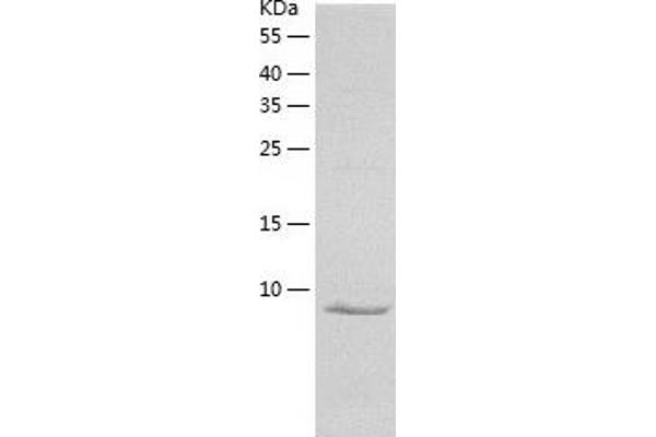 CYTL1 Protein (AA 23-136) (His tag)