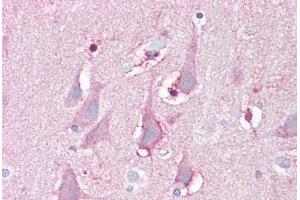 Anti-FBXL16 antibody IHC staining of human brain, cortex. (FBXL16 抗体  (C-Term))
