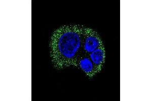 Confocal immunofluorescent analysis of TYRO3 Antibody (ABIN387820 and ABIN2843907) with HepG2 cell followed by Alexa Fluor® 488-conjugated goat anti-mouse lgG (green). (TYRO3 抗体)