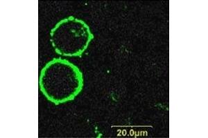 Expression of P2RX7 in human K562 cells - Cell surface detection of P2RX7 in living K562 cells stained with Anti-P2X7 Receptor (extracellular)-FITC Antibody (ABIN7043580, ABIN7045658, ABIN7045659, ABIN7045660 and ABIN7045661). (P2RX7 抗体  (Extracellular) (FITC))