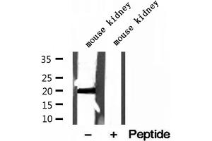 Western blot analysis of extracts of mouse kidney tissue, using MPV17 antibody. (MPV17 抗体  (Internal Region))