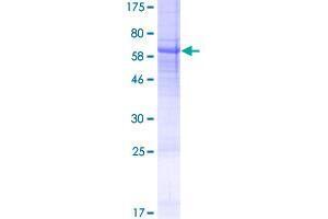 USP50 Protein (AA 1-339) (GST tag)