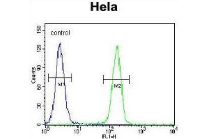 TFIIIC90 Antibody (N-term) flow cytometric analysis of Hela cells (right histogram) compared to a negative control cell (left histogram). (GTF3C4 抗体  (N-Term))