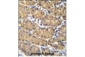 VSIG1 Antibody (C-term) (ABIN655866 and ABIN2845272) immunohistochemistry analysis in formalin fixed and paraffin embedded human stomach tissue followed by peroxidase conjugation of the secondary antibody and DAB staining. (VSIG1 抗体  (C-Term))