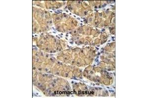 VSIG1 Antibody (C-term) (ABIN655866 and ABIN2845272) immunohistochemistry analysis in formalin fixed and paraffin embedded human stomach tissue followed by peroxidase conjugation of the secondary antibody and DAB staining. (VSIG1 抗体  (C-Term))