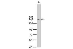 Image no. 1 for anti-Adaptor-Related Protein Complex 3, beta 1 Subunit (AP3B1) (AA 33-251) antibody (ABIN467619) (AP3B1 抗体  (AA 33-251))