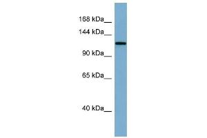 Klotho antibody used at 1 ug/ml to detect target protein. (Klotho 抗体  (Middle Region))
