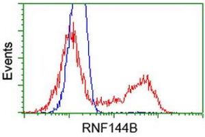 Image no. 2 for anti-Ring Finger Protein 144B (RNF144B) (AA 1-256) antibody (ABIN1490647) (RNF144B 抗体  (AA 1-256))
