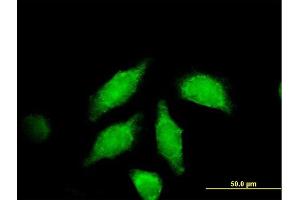 Immunofluorescence of purified MaxPab antibody to WNT3A on HeLa cell. (WNT3A 抗体  (AA 1-385))