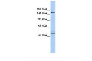 Image no. 1 for anti-Activity-Dependent Neuroprotector Homeobox (ADNP) (AA 36-85) antibody (ABIN6737868) (ADNP 抗体  (AA 36-85))