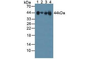 Figure. (Clusterin 抗体  (AA 227-448))