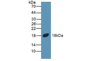 Western blot analysis of recombinant Mouse BMP5. (BMP5 抗体  (AA 315-452))