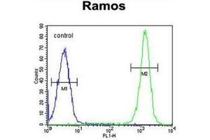 Flow cytometric analysis of Ramos cells using ETFA Antibody (C-term) Cat. (ETFA 抗体  (C-Term))
