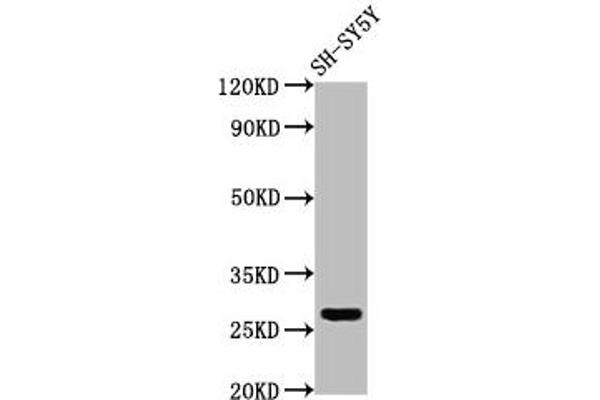 CD99L2 antibody  (AA 26-145)