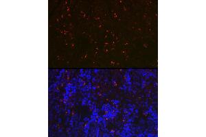 Immunofluorescence analysis of rat spleen using RN Rabbit pAb (ABIN7269987) at dilution of 1:100 (40x lens). (RNASE6 抗体  (AA 1-150))