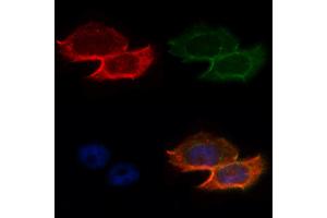 ABIN6263097 and ABIN6268702 staining Hela by IF/ICC. (MAP2 抗体  (N-Term))