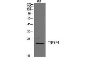 Western Blotting (WB) image for anti-Tumor Necrosis Factor (Ligand) Superfamily, Member 4 (TNFSF4) (Internal Region) antibody (ABIN6283257)