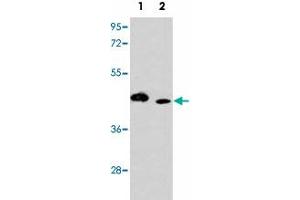 Western blot analysis of ITPKA polyclonal antibody  in (1) K-562 cell line and (2) mouse lung tissue lysates (35 ug/lane). (ITPKA 抗体  (C-Term))