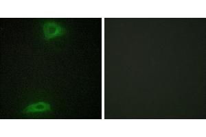 Peptide - +Western blot analysis of extracts from LOVO cells and NIH-3T3 cells, using ERGI3 antibody. (ERGIC3 抗体)