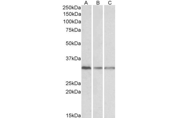 GNB2L1 抗体  (Internal Region)