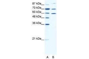 HSP90AB1 antibody (20R-1312) used at 2. (HSP90AB1 抗体  (N-Term))
