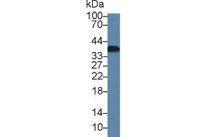 Western blot analysis of Rat Liver lysate, using Rat CAMLG Antibody (1 µg/ml) and HRP-conjugated Goat Anti-Rabbit antibody ( (CAMLG 抗体  (AA 1-188))