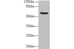 Western blot All lanes: PDIA5 antibody at 8 μg/mL + Hela whole cell lysate Secondary Goat polyclonal to rabbit IgG at 1/10000 dilution Predicted band size: 60, 31 kDa Observed band size: 60 kDa (PDIA5 抗体  (AA 22-262))