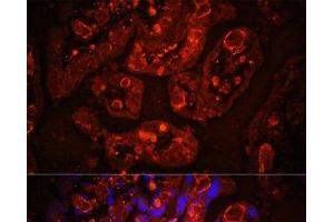 Immunofluorescence analysis of Human placenta cells using CD31 Polyclonal Antibody at dilution of 1:100. (CD31 抗体)