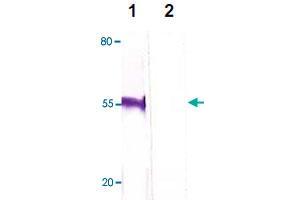 The HeLa cell lysate was immuno-blotted by FOXP3 polyclonal antibody  at 1 : 500 (Lane 1). (FOXP3 抗体  (C-Term))