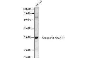 Western blot analysis of extracts of SKOV3 cells, using Aquaporin-4  antibody (ABIN3016920, ABIN3016921, ABIN3016922 and ABIN6219881) at 1:500 dilution. (Aquaporin 4 抗体  (AA 244-323))