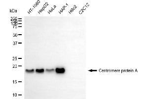 Western blotting analysis using centromere protein A antibody (ABIN7798023). (Recombinant CENPA 抗体)