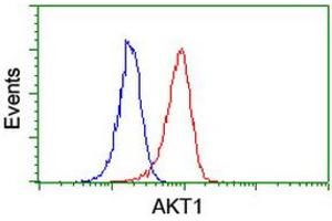 Image no. 8 for anti-V-Akt Murine Thymoma Viral Oncogene Homolog 1 (AKT1) antibody (ABIN1496556) (AKT1 抗体)