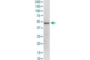 EEF1G MaxPab rabbit polyclonal antibody.